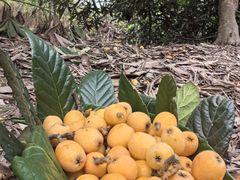 -塘栖枇杷特色园区