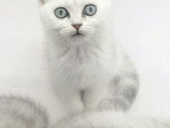 -喵的天空名猫咖啡馆·撸猫·猫舍·用品