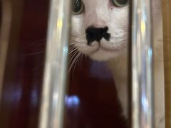 -御宝贝·A梦猫科宠物医院(国际猫友好医院)