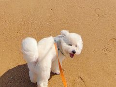 -青岛石老人海水浴场