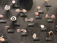 -墨尔本博物馆(Melbourne Museum)