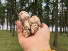 -塞罕坝国家级自然保护区