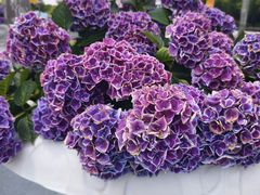-上海鲜花港