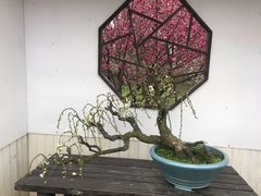 -香雪海
