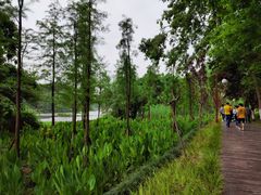 -重庆彩云湖湿地公园