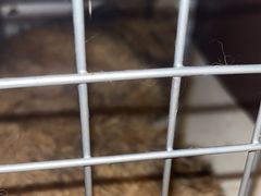 -荔康动物医院(康王北路店)