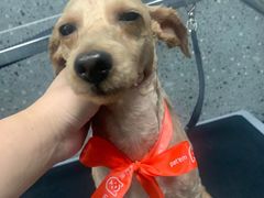 -宠物家(大兴旧宫店)