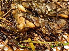 葱烤鸦片鱼头-新吉士·上海菜(浦东LCM置汇旭辉店)