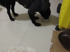 -仁华宠物医院(青羊店)