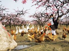 -樂桃源奉贤黄桃种植采摘基地