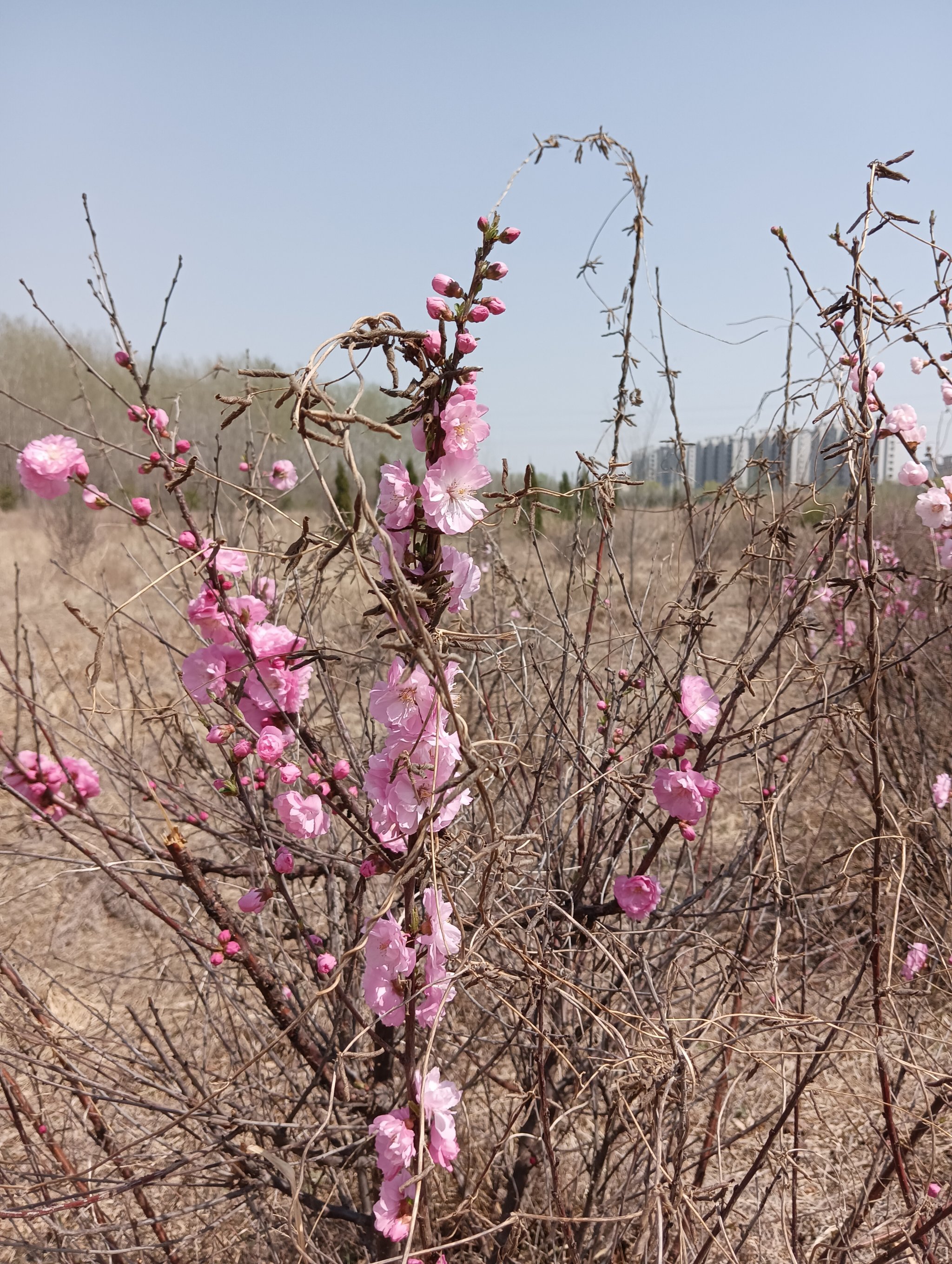 桃花春天的样子图片图片