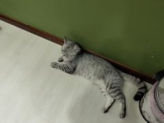 -猫亿天猫咖