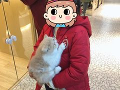 -momokira米努特·德文卷毛猫·棉花面纱犬