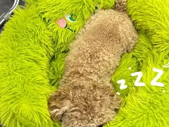 -有喵·猫咖·狗咖·40+猫狗有小奶狗(岗厦店)