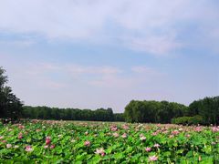 -东郊湿地公园