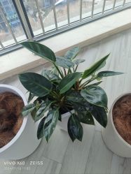 -HEYAN荷妍专业脱毛连锁机构