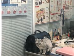 -瑞派·关忠动物医院·猫专科·犬专科(三环新城店)