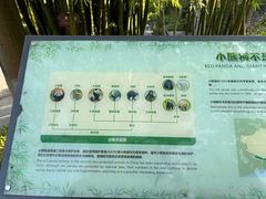 -都江堰中华大熊猫苑