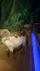 -未来动物城动物主题公园(大悦城店)