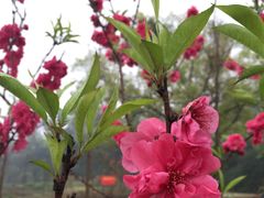 -南宁良凤江国家森林公园