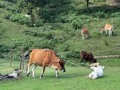 -大姆山草场