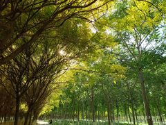 -西青郊野公园