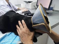 -萌兽医馆·绝育·24小时内科·宠物医院(德胜店)