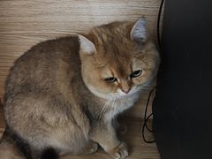 -瑞派·关忠动物医院·猫专科·犬专科(三环新城店)