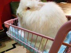 -猫色咖啡·猫咖