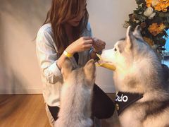 -Husky Go! 哈士奇体验馆·宠物咖啡厅狗咖