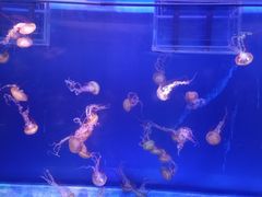 -海合安武汉极地海洋公园