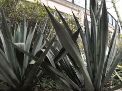 -昆明植物园