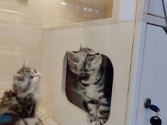 -柚子猫舍·精品猫舍购猫·猫咪认养·购宠·宠物店