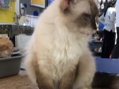 -平行世界·猫咖(首经贸店)