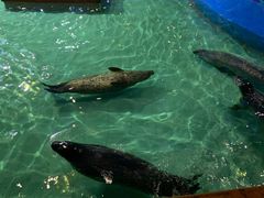 -锦艺城海洋馆