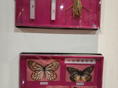 -米果果小镇