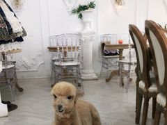 -共舞时光猫咖·狗咖(新街口店)