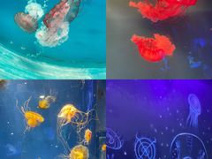 -海合安青岛极地海洋公园