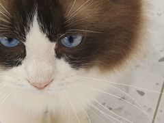 -喵园·猫主题咖啡厅·撸猫·猫咖(国贸店)