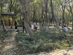-燕鸣岛