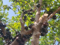 -寮步香市古镇休闲景区