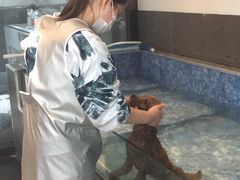 -Oh My Dog宠物沙龙(伊珊娜皮毛护理店)