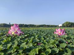 -荷塘月色湿地公园·向阳花洲