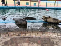 -北戴河圣蓝海洋公园