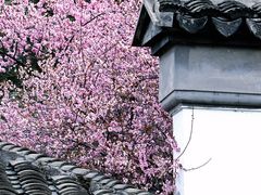 -八大山人梅湖景区