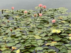 -白鹭湾湿地公园