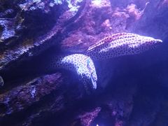 -暹罗海洋世界