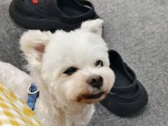 -小叮当动物医院·骨科·眼科