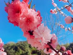 -蓟县鼓楼