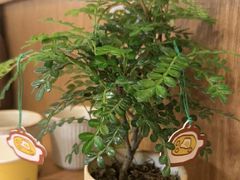 -CURRY YA 熟成咖哩專門店(深圳湾万象城店)
